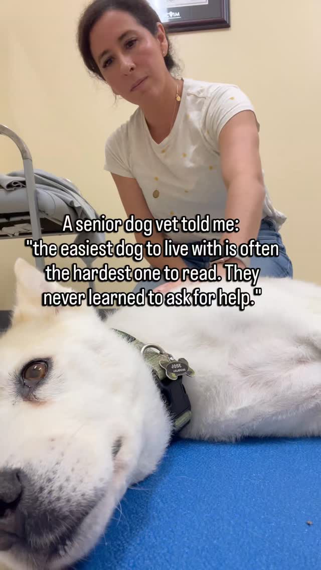 Some dogs just go along with everything.
They don't fuss at the vet.
They don't react when you touch a sore spot.
They eat through the discomfort.
They get up when asked, even when it costs them.
You've always called them easy.
Low maintenance.
A good dog.
And they are.
But easy dogs don't suddenly become vocal.
They stay easy.
While quietly managing something you don't know about yet.
The dog who never complained is not the dog who never hurt.
They are the dog who decided, somewhere along the way, that managing was easier than asking.
So they manage.
Until they can't.
And by then, things have often been building for a while.
If you have a dog who never makes a fuss, they need you watching the small things closely.
Because they were never going to say it out loud.
Follow for senior dog care that reads the dog who goes quiet.