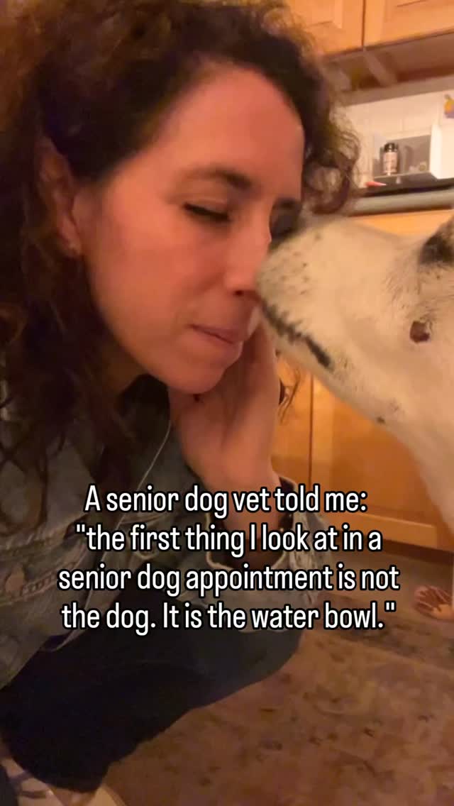 I always ask about water.
Not just whether they are drinking.
I ask how often. How much at once. Whether they finish it or just visit it.
Whether they wake up at night to drink.
Whether the bowl needs refilling more than it used to.
Water behavior changes before most other things do.
Increased drinking can signal kidney disease. Diabetes. Cushing's disease. Medication effects.
Decreased drinking can mean nausea. Pain. Early cognitive changes.
Most owners never mention it at appointments.
Not because they are not paying attention.
Because water seems like a background thing. Of course they drink.
But how they drink is not background.
It is one of the first places the body starts telling the truth.
If anything about your senior dog's water habits has shifted, say it out loud at your next visit.
Even if you think it is nothing.
Follow for the senior dog details worth paying attention to before they become urgent.