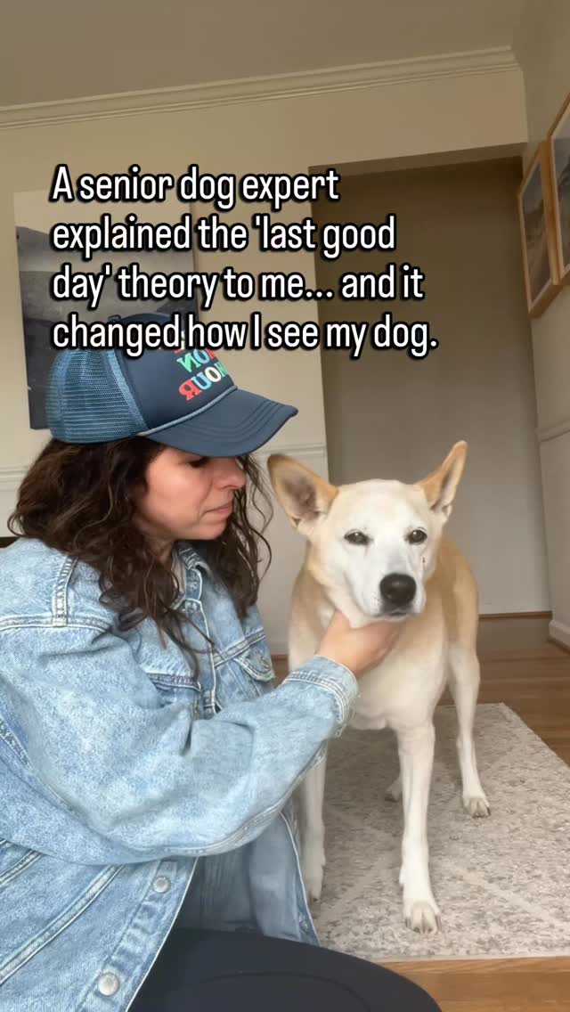 A senior dog expert explained the "last good day" theory to me and it changed how I see my dog.
I think about Jose, my senior husky, in his final weeks.
And Becca, my senior Labrador, in her slow, gentle decline.
For a long time, I told myself the same thing so many of us do:
"They're fine. They're just getting older."
But the idea of the last good day stopped me in my tracks.
The last ordinary day before discomfort quietly slips in, before they start carrying things we don't always notice.
Now, I pause more.
I clear my schedule more intentionally.
I protect the slow walk, the one moment of the day where nothing else matters and I can really watch her, feel her, be present.
Because loving a senior dog isn't about bracing for one big, heartbreaking moment.
It's about honoring the quiet ones, the ordinary days that later become sacred.
If you're loving an aging dog too, you're in the right place.
Follow along: I share stories, practical guidance, and vet-guided support for this stage of life.