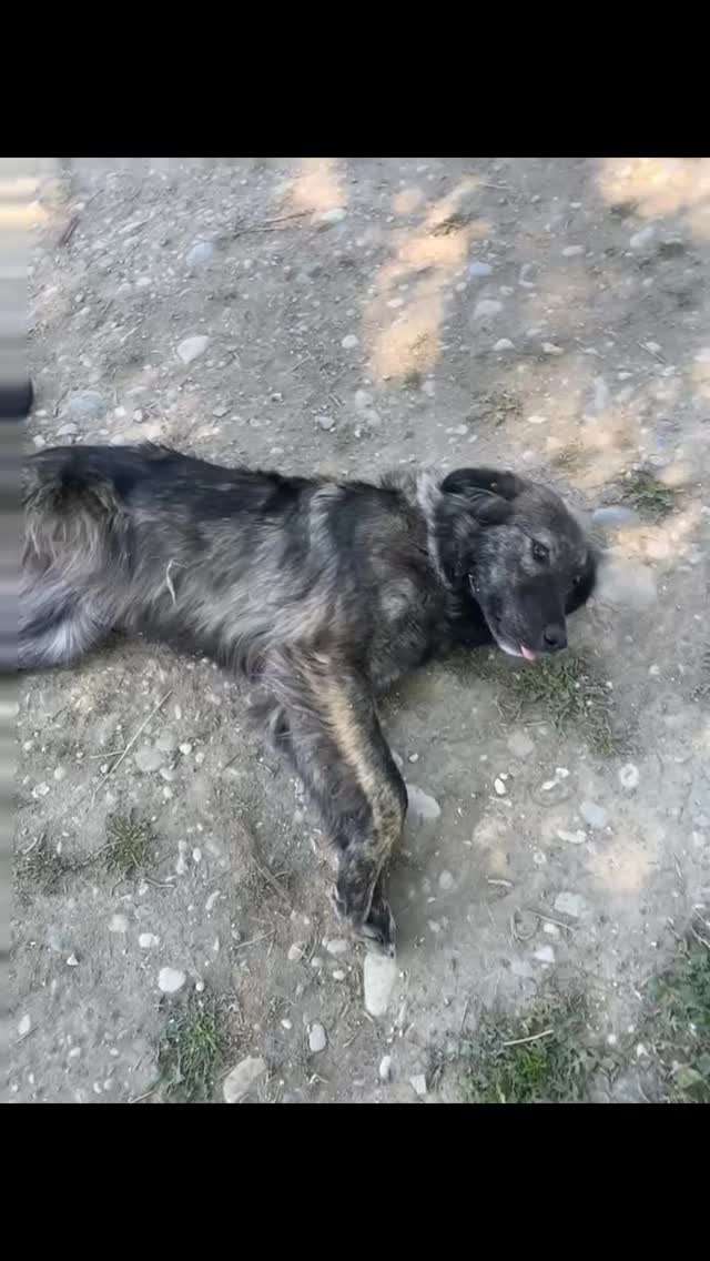 Meet Sahira ❤️
She’s an gorgeous, extremely smart and kind dog! She’s looking for her forever home!
Sahira needs to come to someone that’s active, outdoor person and can give her the love she deserves ❤️
#donate #rescuedogs #adoptdontshop #comment #hopeforanimals