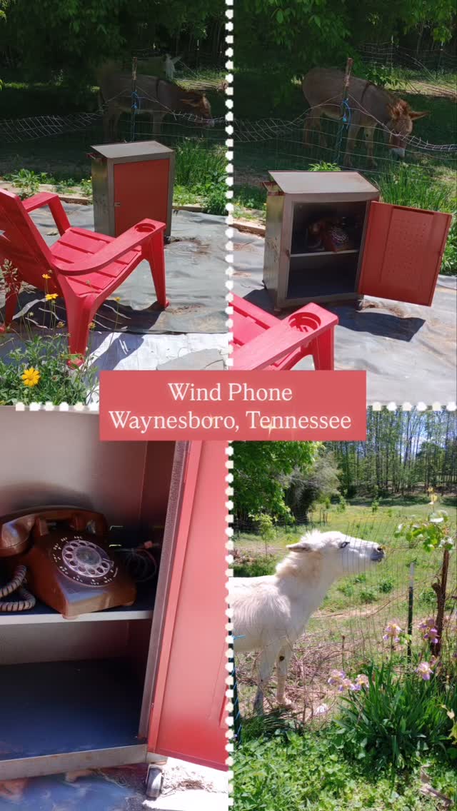 A quiet place… with sometimes an unexpected visitor! 🫏
Here, where the wind carries words meant for those we miss, life gently continues all around us. A call, a moment, a presence—sometimes shared with a four-legged friend.
Love always finds its way. @mywindphone
#mywindphone #windphone #windphonenearme #griefsupport #tennesseewindphone