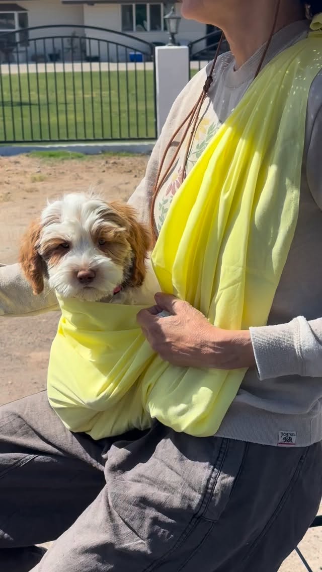 Butterbean loves the bike rides ๐