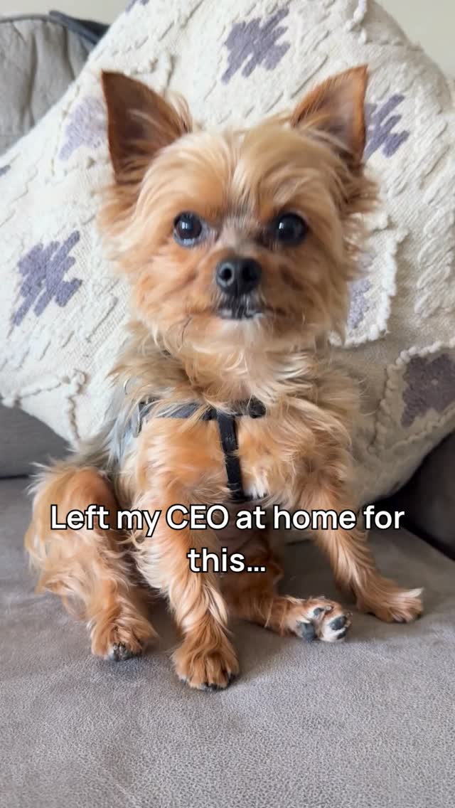 I left the tiny CEO at home for this one… and somehow he still made it about him.
This little 10-second moment carries a piece of my heart (and his attitude).
If you’ve ever had a dog that becomes your whole world, you’ll get it.
Go give it a listen and tell me what you feel when you hear it.
#ReneeRuthMusic #ItsSoBeautiful #YorkieLife #DogMomLife #MusicWithMeaning