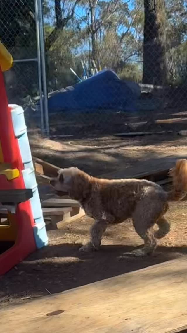 Mickey’s first time on our Puppy Parkpur Gym and he is a super star!
Nailed it!
#DogHotel #HappyDogs #DogBoarding #DogLovers #PetResort