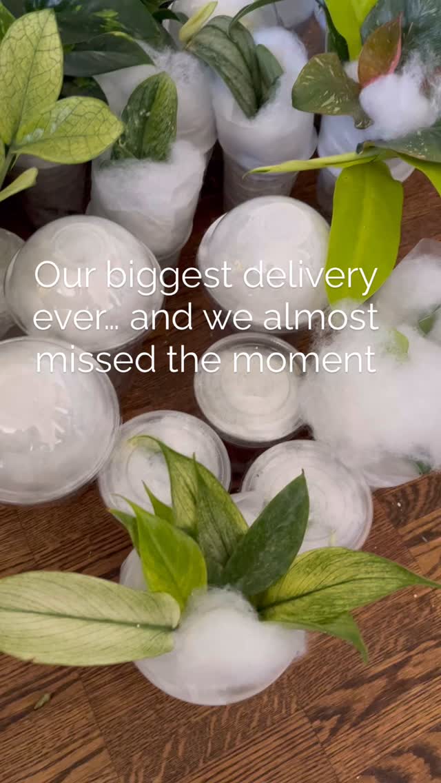 Our biggest delivery ever… and we almost missed the moment 🌿
Right after launching the website, boxes everywhere, some plants already spoken for through quiet messages, others waiting to be discovered.
A little chaos, a lot of gratitude 🤍
DM to reserve. #plantlover #ottawaplants #rareplants #plantshop #plantsmakepeoplehappy