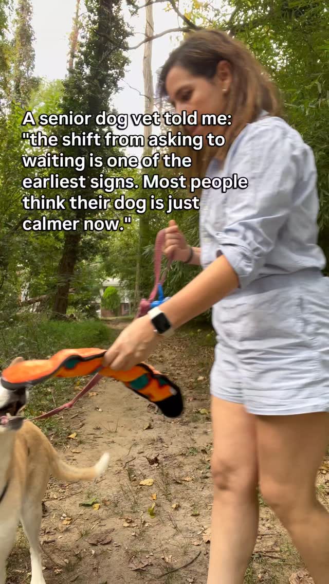 They used to tell you when they were ready.
Brought you the toy.
Waited at the door.
Nudged your hand until you gave in.
They were the ones who started things.
Now they wait.
They still want the walk.
Still want the toy.
Still want to be near you.
But they stopped asking out loud.
They used to initiate.
Now they follow.
They used to remind you.
Now they hope you remember.
That shift looks like a calmer dog.
A lower energy dog.
A dog who is just getting older.
But what it usually is, is a dog who has learned that asking costs something now.
So they stopped.
And they wait.
And they stay close just in case you notice.
The dog who stopped asking is not a content dog.
They are a dog who is managing.
Follow for senior dog care that catches the shift before it becomes a stop.