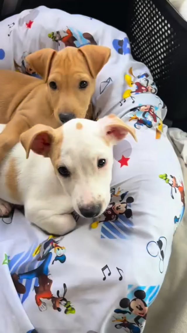 Ben & Jerry had their big day at @pearlsveterinarysurgery and did amazing 💙 Huge mahalo to the incredible team there — we love and trust them to give the best care to our rescue pups!
Every dog in our care is spayed/neutered, microchipped, vaccinated, tested and treated for parasites, and started on preventative care before heading to their forever homes. This is a core part of responsible pet ownership and giving dogs the healthy lives they deserve.
Spay and neuter isn’t just routine care — it helps prevent unwanted litters, reduces overcrowding in shelters, can lower the risk of certain health issues, and helps build a more humane future for animals. It saves lives.
Medical care like this is one of the biggest parts of rescue, and one of the most important. If you’d like to help us provide lifesaving care to more dogs like Ben & Jerry, please consider donating to our medical fund:
www.furangelfoundation.org/donate
Your support helps make rescue possible and gives more dogs the medical care and second chances they deserve. 🐾 #SpayNeuterSavesLives #ResponsiblePetOwnership