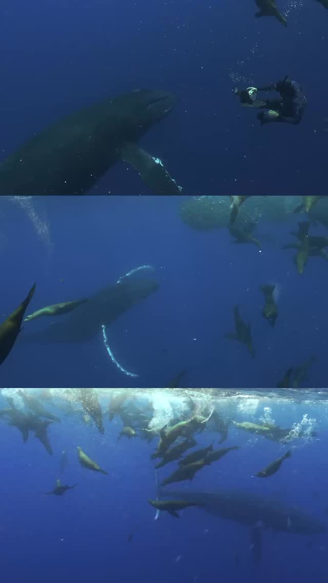 Undoubtedly one for the history books!
@nomad_diving
#humpbackwhale #tuna #sealions