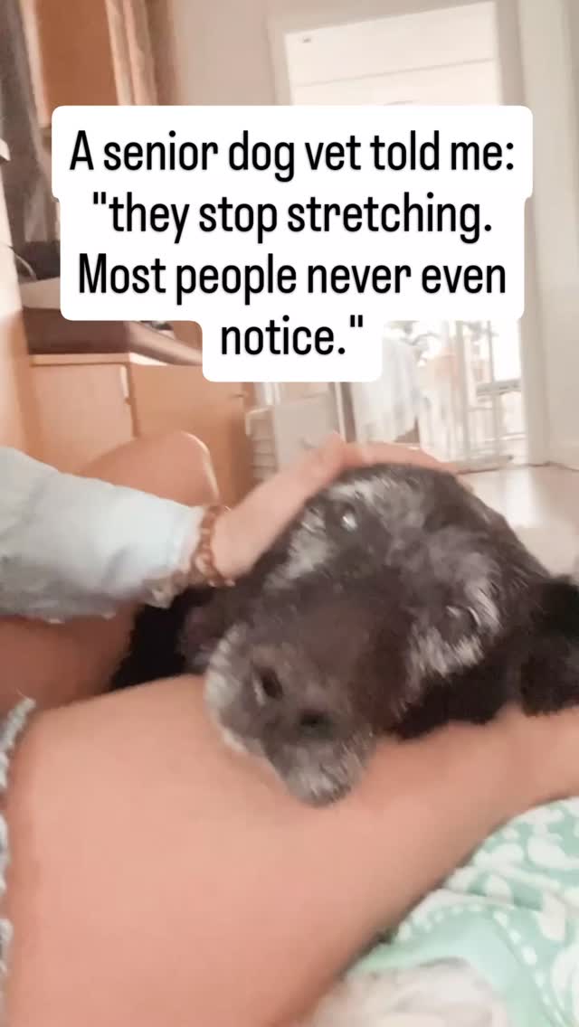 Watch a young dog wake up.
The full body stretch. Front legs forward. Back legs out. Everything extended.
They do it every single time.
It's automatic. Reflexive. They don't think about it.
Then at some point that stretch gets smaller.
Front legs only. Or just a quick shift without the full extension.
Or they skip it altogether and just start moving.
Because stretching means lengthening muscles that are stiff.
And stiff muscles resist being stretched.
So they stop doing it fully.
Or stop doing it at all.
You never noticed it was happening every day until the day it stopped.
That's how quiet this sign is.
But it's one of the earlier ones.
A senior dog who has stopped doing a full body stretch after sleep is often one whose body has started making mornings harder than they look.
Follow for the senior dog signals hiding in the things you stopped noticing.