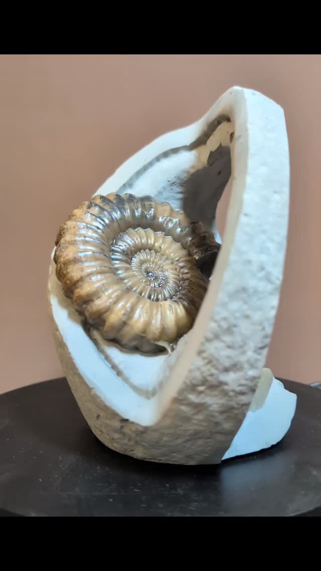 'Ammonite Sundial' and the time is Jurassic! A sculptural piece that's been carved from a green ammonite nodule from Stone Barrow beach Charmouth. It looks great when illuminated from the front or behind and is free standing. The Androgynoceras ammonite measures just over 9 cm across.
#sundial #fossils #ancienthistory #ammonite #museum