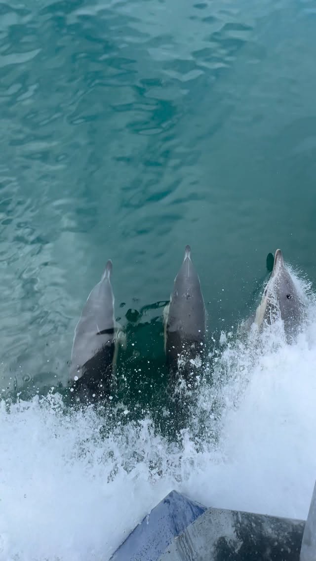 Today’s escort to Lundy island ❤️
#dolphins #wildlife #lundyisland #northdevon #ilfracombe