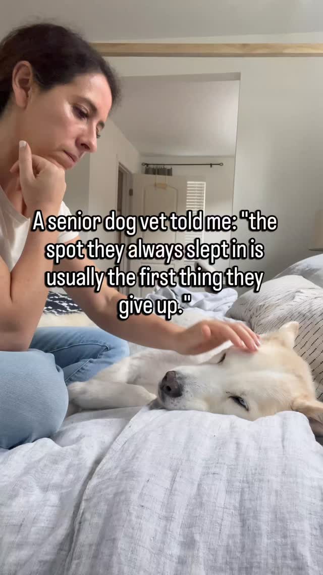 They had a spot.
Maybe for years.
The same corner. The same cushion. The same place on the couch they claimed the first week you had them.
You stopped noticing it because it was just theirs.
Then one day they weren't in it.
They were on the floor. Or in the doorway. Or wherever they happened to stop when they got tired.
You put them back in their spot.
They moved again.
It looked like they changed their mind about it.
But what actually happened is that their spot started costing more than it gave back.
Getting in and out of a soft surface takes more from a sore body than a flat floor does.
So they chose easier over familiar.
They didn't give up their spot because they stopped loving it.
They gave it up because their body asked them to.
Follow for senior dog care that reads what the small changes are actually saying.