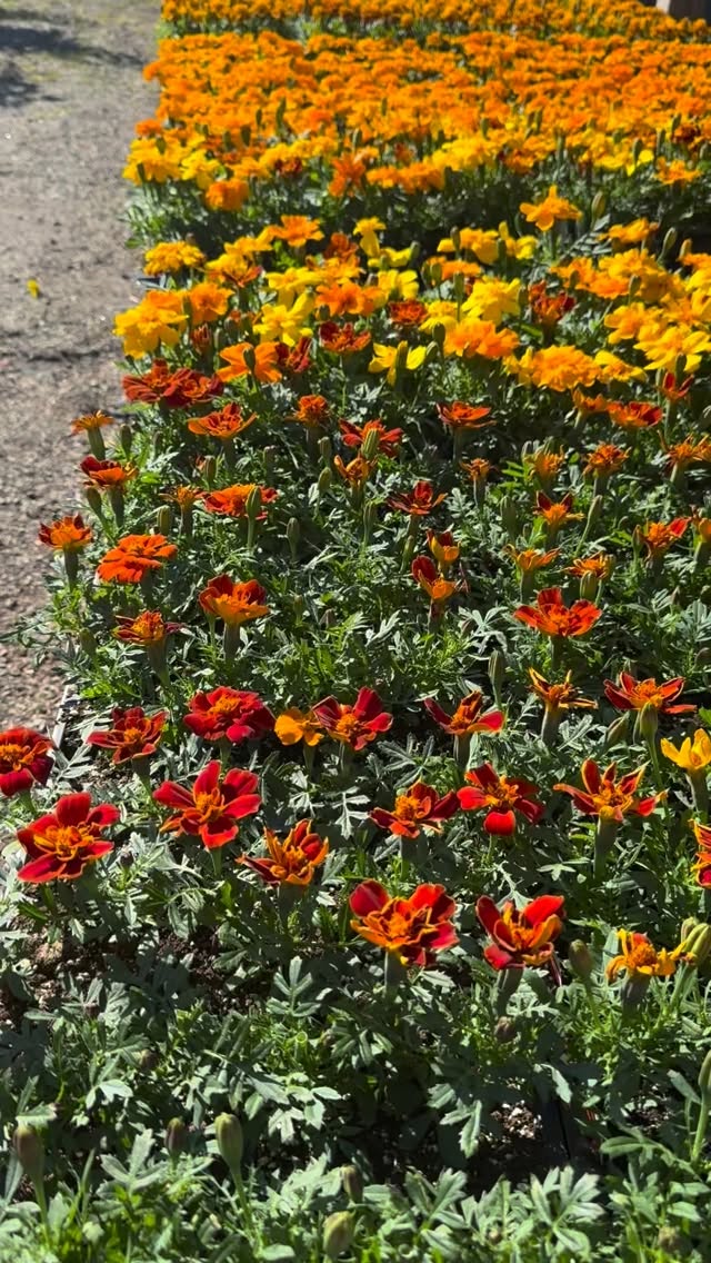 Marigold Season starts Now!
While marigolds are bright and beautiful, they also have other benefits to your garden:
🪴 Natural pest control
Repel aphids, mosquitoes, whiteflies, and even some nematodes in soil.
🍅 Great companion plant for tomatoes, peppers, beans, and roses.
🐞 Attract beneficial insects
Bring in bees, butterflies, and ladybugs (which eat pests).
🌱 Easy to grow
Thrive in full sun and tolerate heat and dry conditions.
Good for beginners.
#northarlingtonnj #bergencounty #nj #gardenlife #marigolds