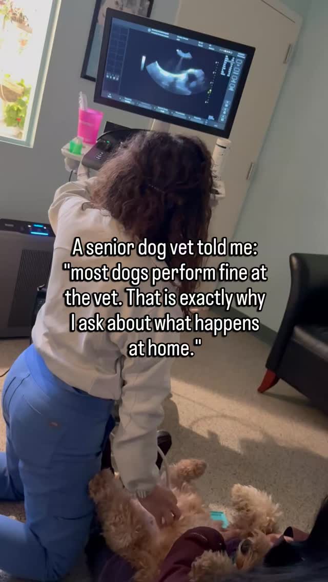They walk in and do fine.
They stand on the table.
They let me examine them without a fuss.
And the owner says: see, she's okay. He always does great here.
But dogs who are stoic at home are stoic in the clinic too.
They don't perform pain.
They just perform fine.
So I ask about home.
How do they get up after a long rest.
Do they pause before the stairs.
Did the walk get shorter without anyone deciding that out loud.
Are they finishing their meals.
That is where the real information is.
Not in how they behave in front of me.
In how they behave when no one is watching closely.
If your senior dog seems fine at the vet but something feels off at home, that feeling is information.
You see them every day.
I see them for 30 minutes.
Follow for senior dog guidance that takes what you see at home seriously.