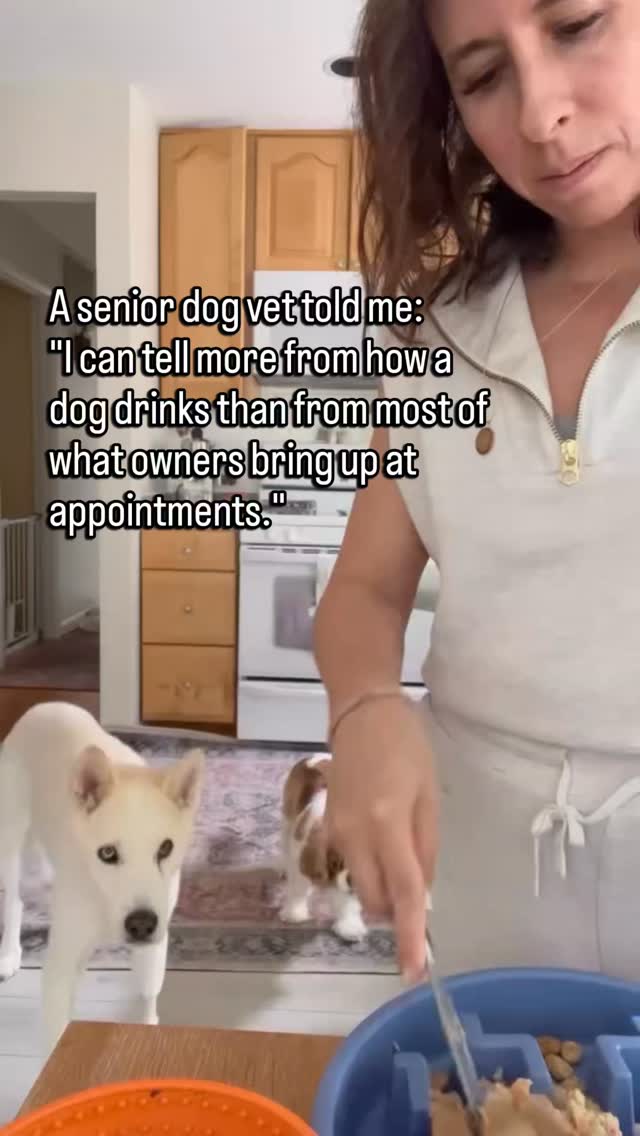 Owners come in prepared.
They list the symptoms.
They mention the limping, the weight change, the coat.
But almost no one mentions water.
How much they drink at once.
Whether they drink and walk away and come back.
Whether they are waking at night to drink.
Whether the bowl runs out faster than it used to.
I ask about it at almost every senior appointment.
Because water behavior shifts before most other things.
Drinking more can mean kidney disease, diabetes, or Cushing's.
Drinking less can mean nausea, pain, or early cognitive change.
It seems ordinary so it never makes the list.
But it is one of the first places the body starts telling the truth.
If your senior dog has changed anything about how or when they drink, say it out loud at your next visit.
Even if you think it is not relevant.
It almost always is.
Follow for the senior dog health details that matter more than most people realize.