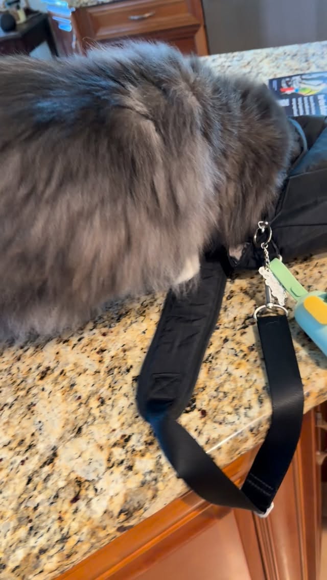 POV: you thought it was your bag… but it’s actually a mobile kitty herb dispensary 😹🌿
This little detective is on a mission for the good stuff: catnip, valerian root, and silver vine. No bag stands a chance.
#catsitter #catsittingpro #centervilleindiana #happypurrsday #meow