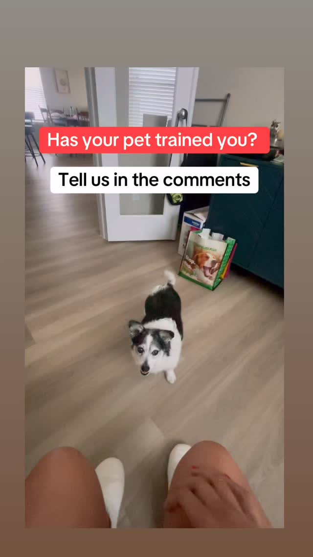 When your dog is a master of manipulation and has trained you.
Joke is on him, I figured out if I keep giving him salmon skin, he’ll stop. He likes it but doesn’t love it like the livers.
Our entire existence is trying to outsmart the other.
#mastermanipulator
#dogmom #cutedog #training #furbaby