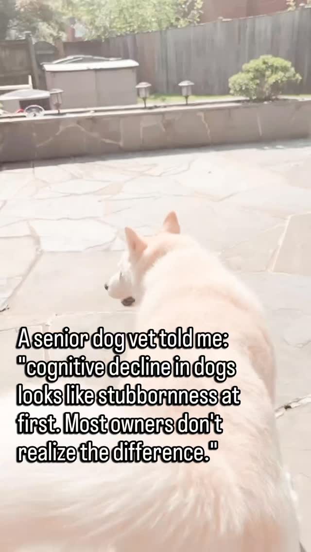 They stop coming when called.
They stand in a room like they forgot why they went in.
They bark at nothing. Or go to the wrong side of the door.
And the first explanation most people land on is: they're just being difficult.
But in senior dogs, those moments are often the first signs of cognitive dysfunction.
The brain is not processing the way it used to.
Commands that were automatic now take longer to register.
Familiar spaces feel slightly unfamiliar.
The routine that always worked starts to slip.
It is not stubbornness.
It is a dog whose brain is working harder to do the same things it used to do without thinking.
There are ways to support a dog through cognitive decline.
Environmental familiarity. Mental enrichment. Routine. Specific supplements under vet guidance.
The earlier you catch it, the more you can do.
If your senior dog has started seeming confused, forgetful, or off, that is worth a conversation with your vet.
Not because something is wrong with them.
Because something might need support.
Follow for senior dog guidance that takes cognitive health as seriously as physical health.