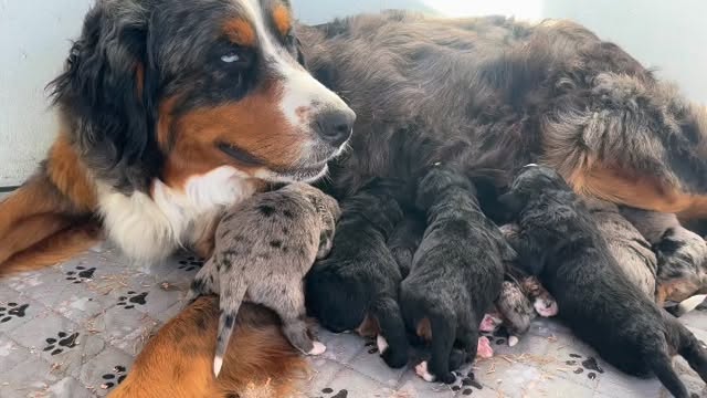 Tetris is such a dreamt first time momma, these babies are mostly bernese Mountain dog genetics but are called “ Australian Mountain dogs” #lkaustralianmountaindogs #australianmountaindogs