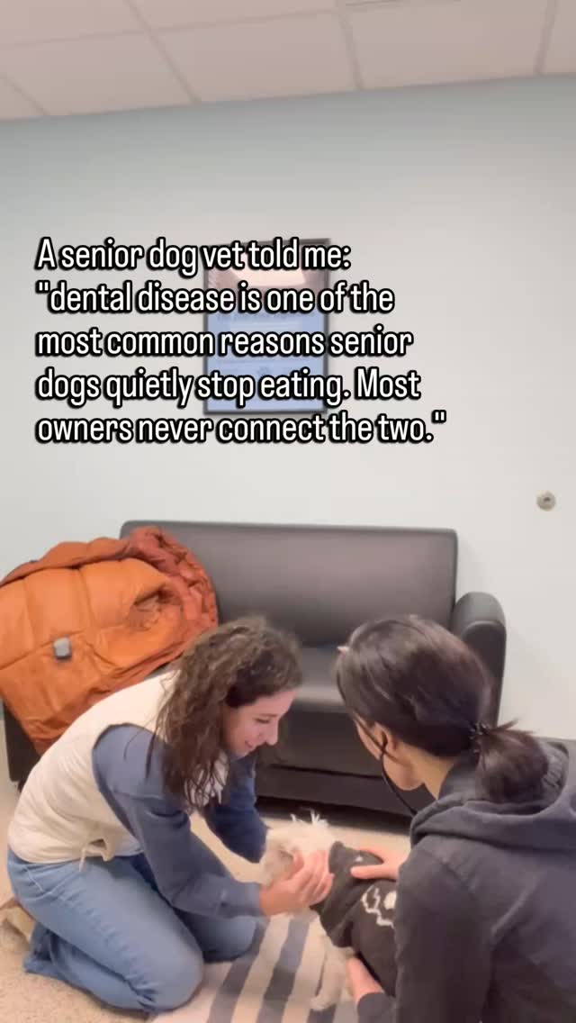 They don't stop eating suddenly.
They just start leaving more.
They chew on one side.
They take longer at the bowl.
They drop food they used to finish without thinking.
And because they never cry or paw at their mouth, it looks like pickiness.
Or aging.
Or just a phase.
But senior dogs with dental disease rarely show it the way you expect.
They just quietly eat less.
Or stop enjoying it.
Or start avoiding the hard food they used to love.
Dental disease causes real pain.
And pain at the bowl changes how a dog eats long before it changes whether they eat.
If your senior dog has shifted around food, their mouth is worth checking.
Not because something is obviously wrong.
Because the obvious signs usually come last.
Follow for senior dog care that reads the small changes before they become big ones.