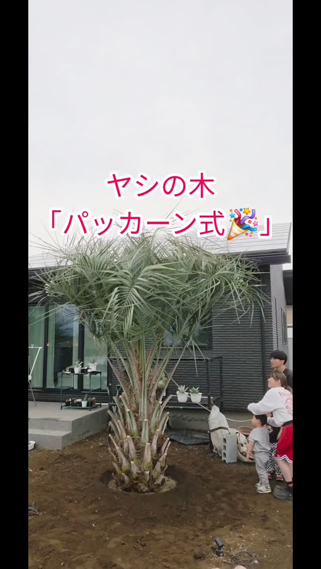 ご購入いただきありがとうございます🥰
💃happiness 特典💕
お楽しみの🥰「パッカーン式🎉」
素敵な時間のお届けです💃
🧡を形へ~🧸✨
#ヤシの木
#パッカーン式
#ココスヤシ
#イベント
#ハピネガーデン