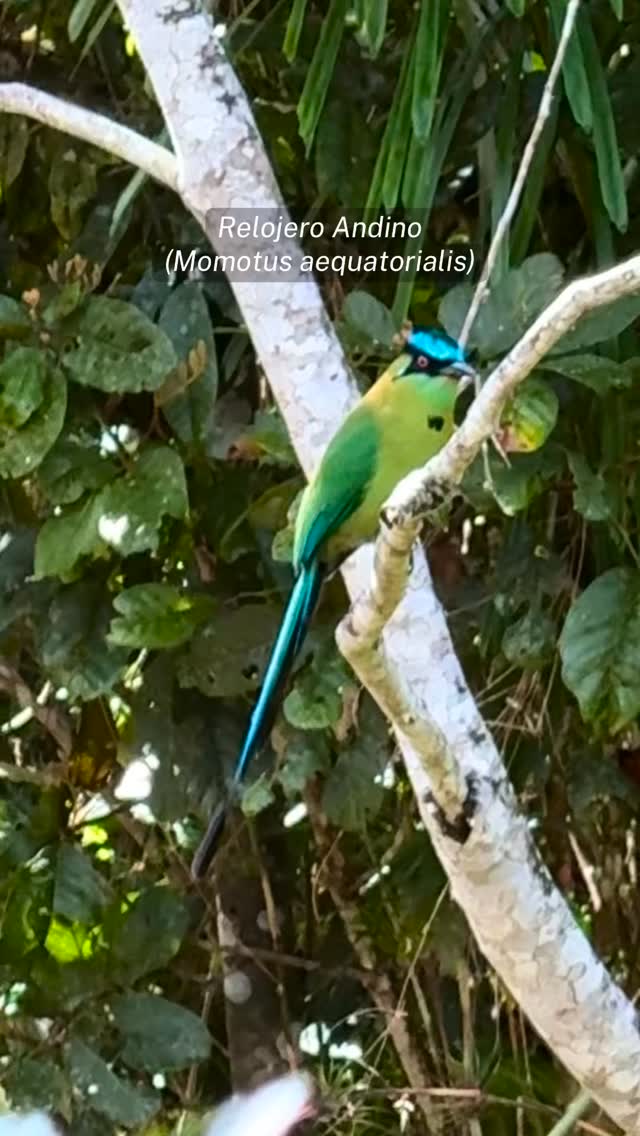 Una de las aves que vemos con frecuencia en @elpalmeral_oxapampa es el Relojero Andino o Momotus aequatorialis. Suele quedarse largo rato en alguna rama moviendo la cola, comiendo frutos silvestres o pasa llevando alimento a sus crías.
El avistamiento de aves es una de las actividades que nos encanta compartir con nuestros visitantes y huéspedes.
¡Te esperamos!
Reservas:
WhatsApp
+51 953 810763
Mensaje directo
#oxapampa #birding #avistamientodeaves #momotusaequatorialis