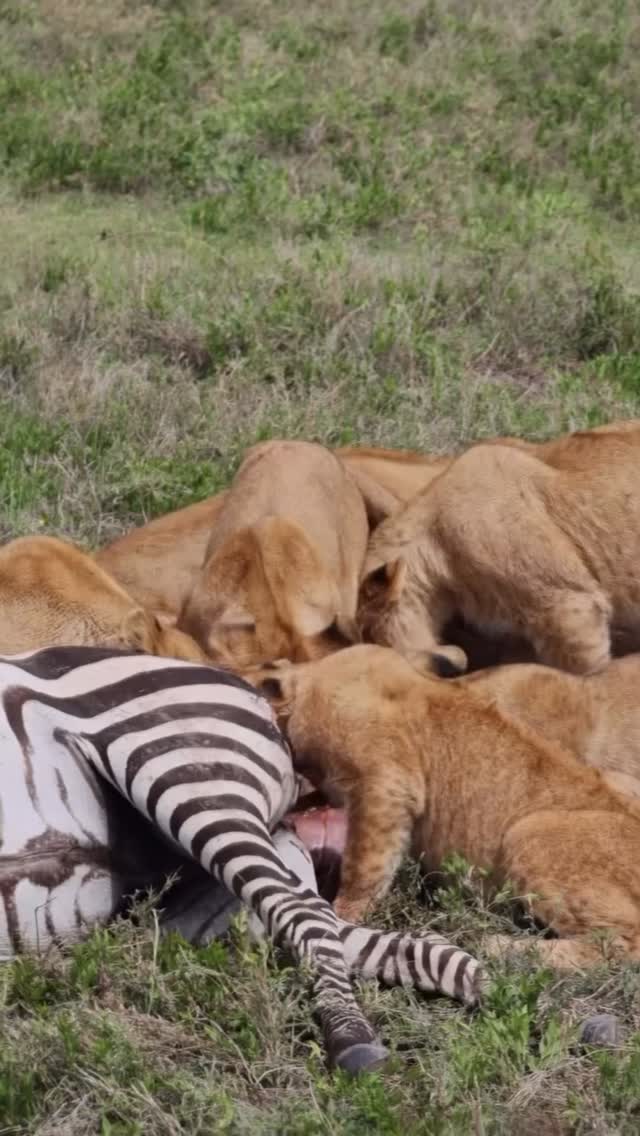 A raw and powerful moment in Tanzania — a strong Lion lioness feeding after a successful hunt.
In the wild, survival comes first. The lioness hunts with skill and teamwork, bringing down prey like Plains Zebra to feed herself and her pride.
This is the true reality of a safari — real, natural, and unforgettable. Moments like this show the balance of nature, where every animal plays a role.
📸 Powerful and real wildlife moment
🌿 Witness predator behavior up close
🦁 The true circle of life
✨ Experience the wild side of Tanzania!
📲 https://wa.me/255744391567
🌍 http://www.meilleurtours.com
📧 meilleurtours@gmail.com)
#MeilleurTours #TanzaniaSafari #WildlifeExperience #ExploreTanzania #AfricanSafari