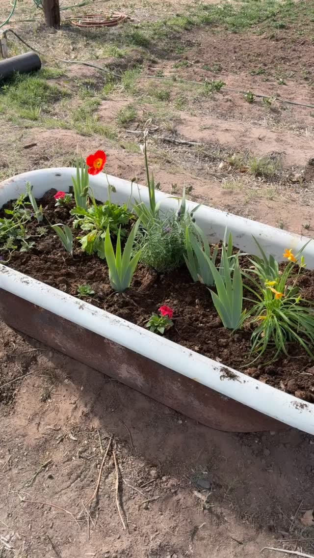 Spring has officially arrived at Red Horse 🌿✨
And it’s hands down our favorite time of year.
The property is waking up, the light is softer, the air is warmer and behind the scenes, there’s a lot happening. Like… a lot a lot.
Big changes are coming to Red Horse this year, and we’re building something really special. We can’t wait to start sharing it all with you.
Stay close. This season is going to be a good one. 💫
#RedHorseBnB #SpringInNewMexico #Albuquerque #ABQEvents #CreativeSpaces BoutiqueStay NewMexicoTrue SpringVibes ComingSoon