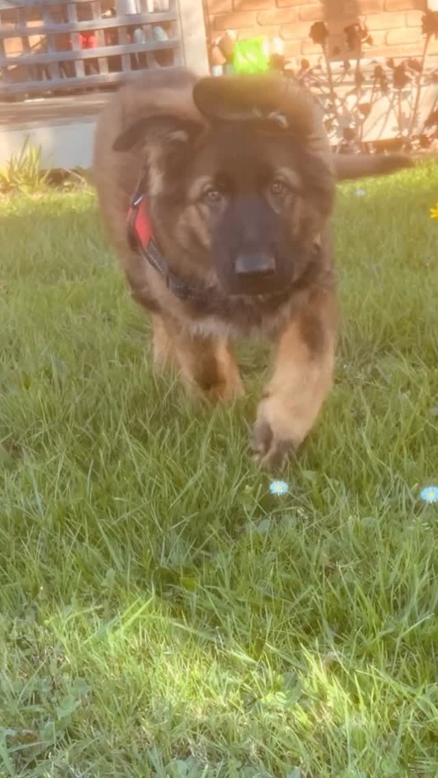 Arrow flew out Friday to Melbourne to his new family. I will really miss having this little guy around he is just like his dad Kovou such a sweetheart