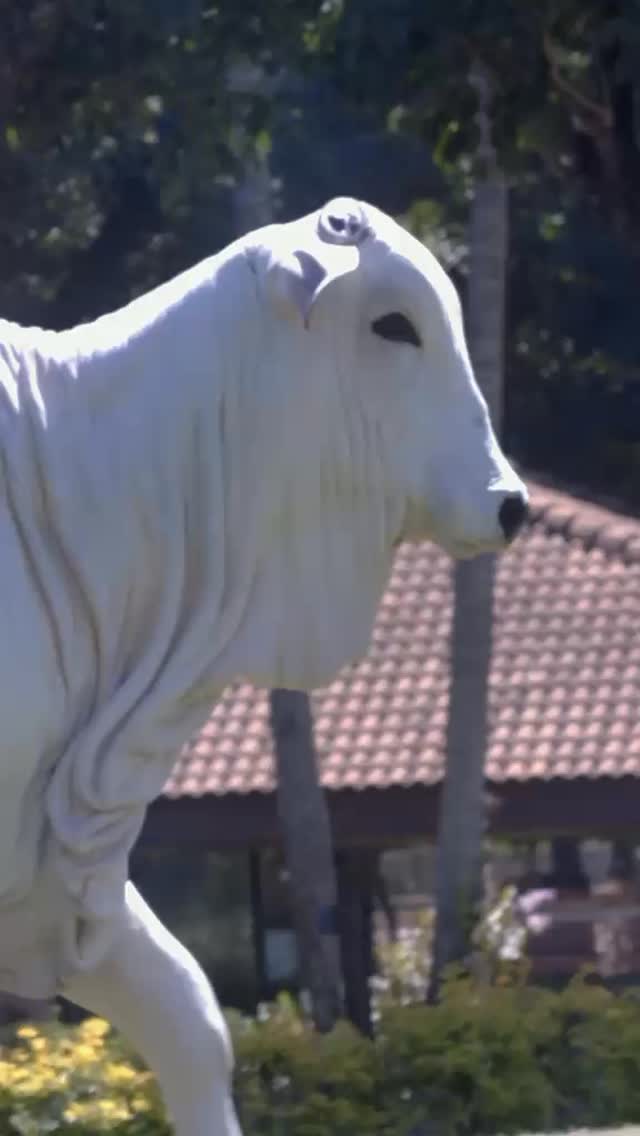 DIFERENCIADA FIV BSP ✨
LANDAU DA DI GENIO X RUBI FIV LUC 2L
Base genética de Grande Campeã Nacional, bem estruturada, pescoço lançado e com desempenho competitivo para pista!!!
Ponderal de 1,47 kg/ dia!!!
LEILÃO NELORE GIBERTONI - GERAÇÕES 🌳
🗓️ 8, 9 e 10 de maio
📍 Fazenda Santa Terezinha | Taquaritinga - SP