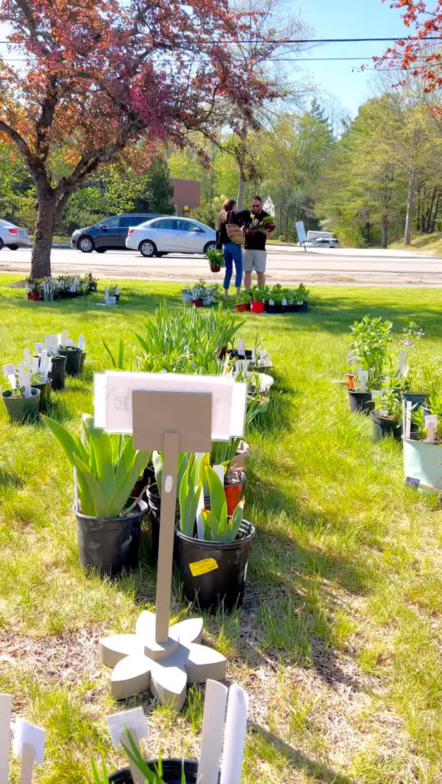 🗓️🪻In case it slipped your mind… we’ve mixed a gentle reminder that our biggest fundraiser of the year is o coming up on Saturday May 9th! 🌸✨
Come find the perfect addition to your landscape! 🪴 Don’t need plants? The Bake Sale alone is worth the visit! 🥐🧁🍰🍪
📍 Wiscasset Town Office Lawn
⏰ 8:30 AM – 12:00 PM
🧁 Beloved Bake Sale w/ Coffee!
Help us make our 35th year the best one yet. See you there! 🤗
#Wiscasset #PlantSale #MidcoastMaine #maineevents #gardening