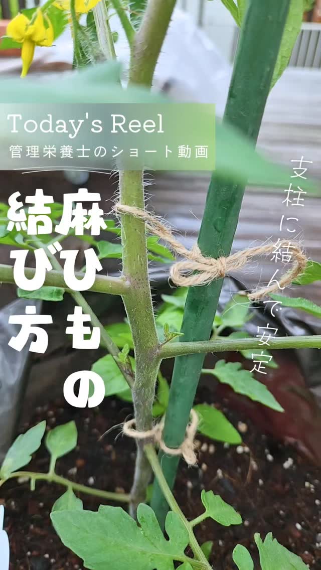 \麻ひもの結び方/
やり方いろいろありますが
苗の茎と支柱を麻ひもで固定するときは
私はコレ!
固定することで倒れにくく安定します。
せっかく大きくなってきたのに
強風でポッキリ折れたら泣いちゃいます😭
トマトやミニトマトなど
1本仕立て(メインの枝1本で育てるやり方)の場合の結び方です。
茎にひもをかけて
茎の方はゆるめに
8の字で2~3回ねじねじして
支柱の方はしっかり結ぶ
結ぶときはほどけやすいように
この結び方か
蝶結びがおすすめ。
野菜の成長してきたら
長い支柱に交換してから
麻ひもを結ぶとよいですよー✨️
麻ひもはホームセンターや園芸ショップ、100均で購入できます。
ビニールひもや結束バンド等でもできるのですが
結びやすくほどけにくい麻ひもがおすすめです✨️