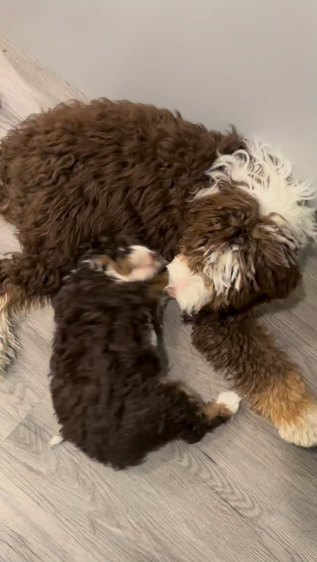 Chocolate tri colour babes are my fave! 🥹
#cutepuppy #bernedoodle, #chocolate