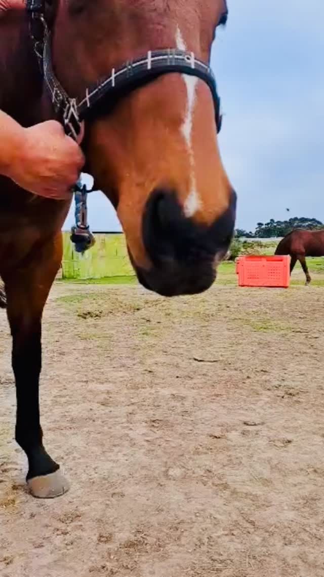 Coco stepping into his new power after his amazing TMJ release. He will experience more flexibility, balance & freedom throughout his whole body.
#equinemassage #cranialsacraltherapy #energyhealing #tmj #woofandhoofwellness