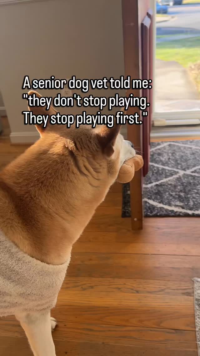 They still play.
You offer the toy and they take it.
They still engage. Still enjoy it. Still want to be part of it.
But they used to start it.
They used to bring the toy to you.
Used to drop it at your feet and wait.
Used to nudge your hand until you gave in.
Now you start it. They join.
That's the shift.
From initiating to participating.
From asking for play to accepting it when it's offered.
It looks the same once it's happening.
But who started it changed.
And that change usually shows up long before play stops altogether.
Follow for senior dog care that catches the shift before it becomes a stop.