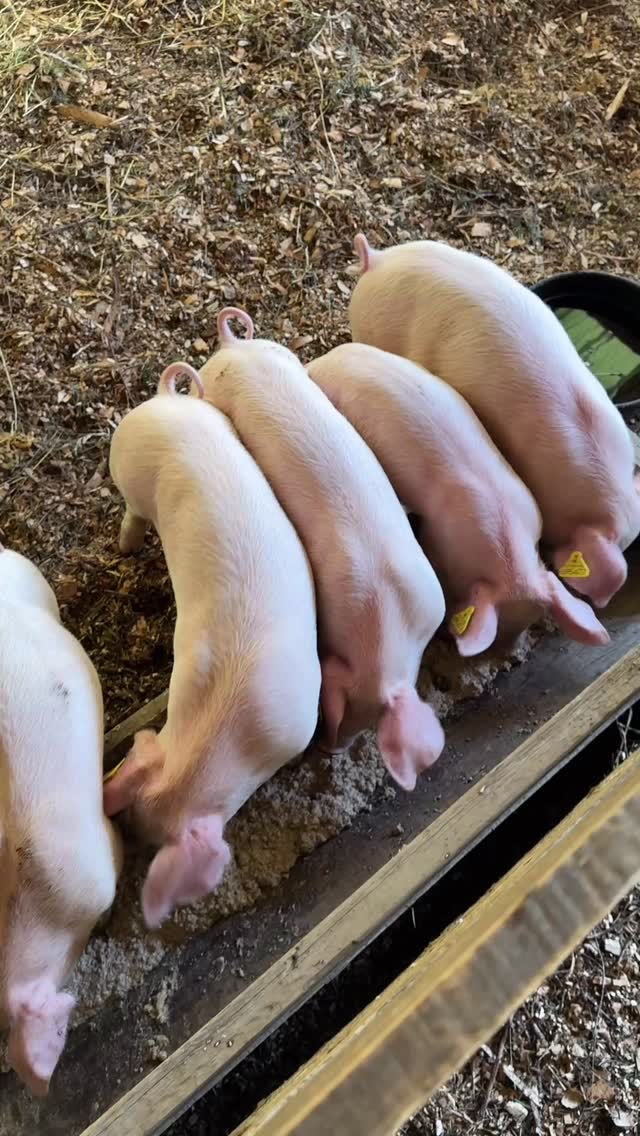 There’s always one 😆
#pigs #farmbabies #farmlife