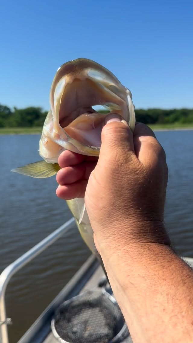 East Texas Chunk! #d2bass