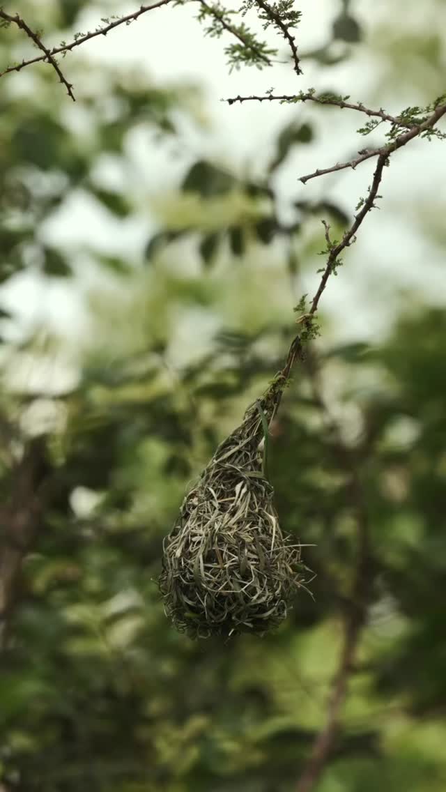Master Builders of Nature: Bird Nest Building Experience
Meet one of nature’s most skilled architects — a small wild bird carefully building its home using fresh grass and natural materials.
While softly singing, the bird gathers tiny pieces of grass and weaves them with precision and patience to create a safe and cozy nest. It’s a beautiful reminder of how intelligent and creative wildlife can be in their natural environment.
In the peaceful landscapes of Tanzania, such moments can be witnessed in forests, savannah edges, and lush green habitats where birds live freely and safely.
📸 Perfect for nature lovers & wildlife photographers
🌿 Experience the beauty of natural bird behavior
🐦 A peaceful moment of wildlife creativity in action
✨ Discover the magic of nature with Meilleur Tours and Safari!
📲 https://wa.me/255744391567
🌍 www.meilleurtours.com
📧 meilleurtours@gmail.com
#MeilleurTours #TanzaniaSafari #WildlifeExperience #ExploreTanzania #SafariExperience