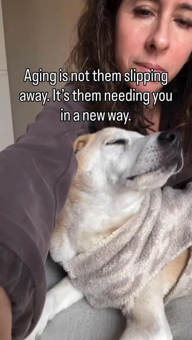 If you have a dog age 7 or older, their body is changing in ways you can’t always see yet.
Subtle shifts in joints, muscle recovery, metabolism, and how they handle stress and pain all start earlier than most people realize.
The biggest mistake I see isn’t loving them wrong.
It’s entering the senior years without a plan.
When you understand what’s changing and plan for it early, you don’t just react to problems. You protect comfort, mobility, and quality of life when it matters most.
That’s exactly what I teach in my free microclass, How to Slow Down Your Dog’s Slowing Down.
Follow and comment SLOW and I’ll send you the link for the waitlist.
#seniordog #seniordogsofinstagram