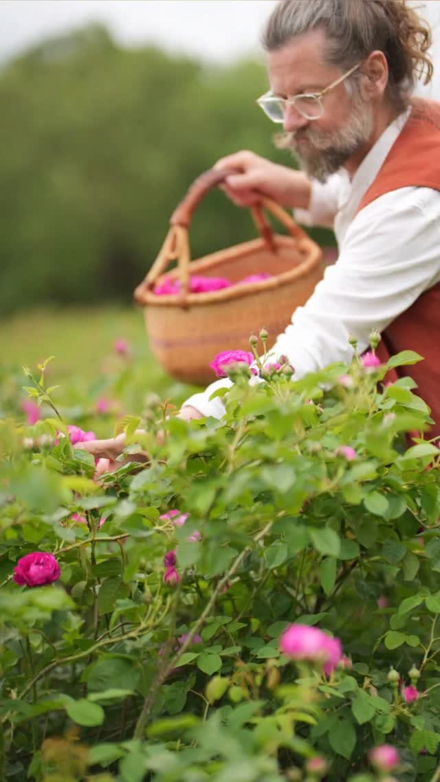 Rose Gallica — 25 kg de roses, 20 kg de pétales, et beaucoup de bonheur partagé
#naturalperfume #parfumnaturel #shariniparfumsnaturels #roseharvest