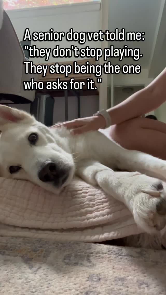 They still play.
You offer the toy and they take it.
They still enjoy it. Still want to be part of it.
But they used to start it.
They used to bring you the toy.
Drop it at your feet.
Nudge your hand until you gave in.
Now you start it. They join.
That is the shift.
Not that play stopped.
But that they stopped being the one who initiated it.
It looks the same once it is happening.
But who started it changed.
And that usually shows up long before play stops altogether.
Follow for senior dog care that catches the shift before it becomes a stop.