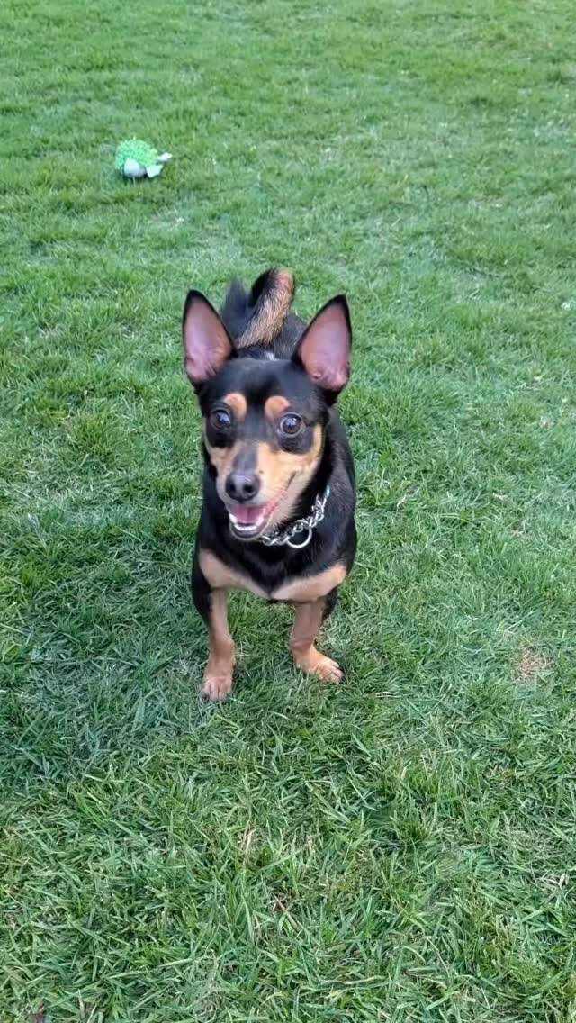 Happy tails for Rosco! 🐾❤️
Our sweet boy hit the jackpot with his new ohana, and they absolutely adore him. Rosco now spends his days by his new mama’s side, bringing love and companionship after she lost her beloved companion. It feels like they found each other exactly when they needed to.
From rescue to home, stories like Rosco’s remind us what adoption is all about — healing hearts, second chances, and the beautiful bond between people and pets. We couldn’t be happier for this perfect match.
Live your best life, Rosco… you were always meant for this. 🌺✨
Thank you to everyone who helped him on his journey and to his wonderful new family for opening their hearts and home.
Happy Gotcha Day, Rosco! Forever looks good on you. 🐶💕