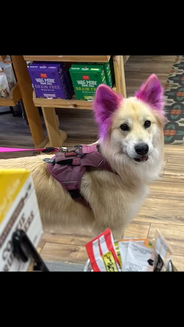 Beautiful Luna is out on the town and in @pawsarottispetshop following her appointment @trimandpropergrooming ๐๐ฅ๐ฅ๐ฅ๐พ๐
#pawspups #dogsofsonomacounty #trimandpropergrooming