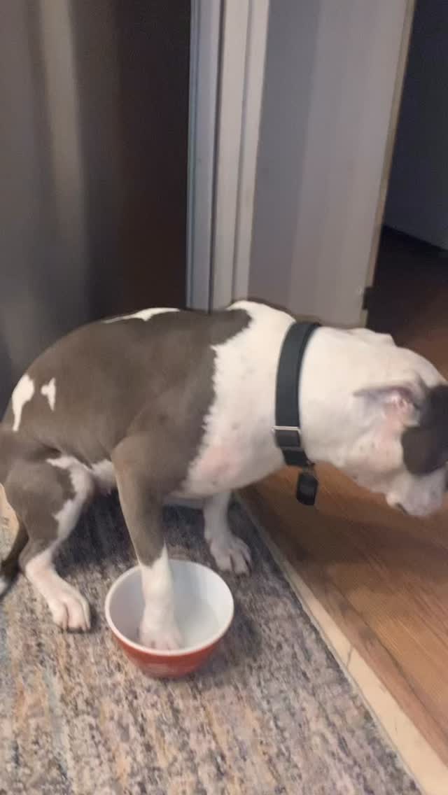 If Mondays are a little ruff for you, here's a video of our sweet survivor girl Shiloh, now Zelda, soaking her injured foot ~ such a GOOD GIRL! π₯°
Does ANYONE out there have a dog who would sit so patiently, following mama's directions like this?
Zelda, YOU CONTINUE TO AMAZE US! β¨β¨
*If you don't know Zelda's story, see her pinned video on our timeline.
#fromhomelesstohappilyeverafter #rescuedwithlove #adoptdontshop #survivordog #almarescue
