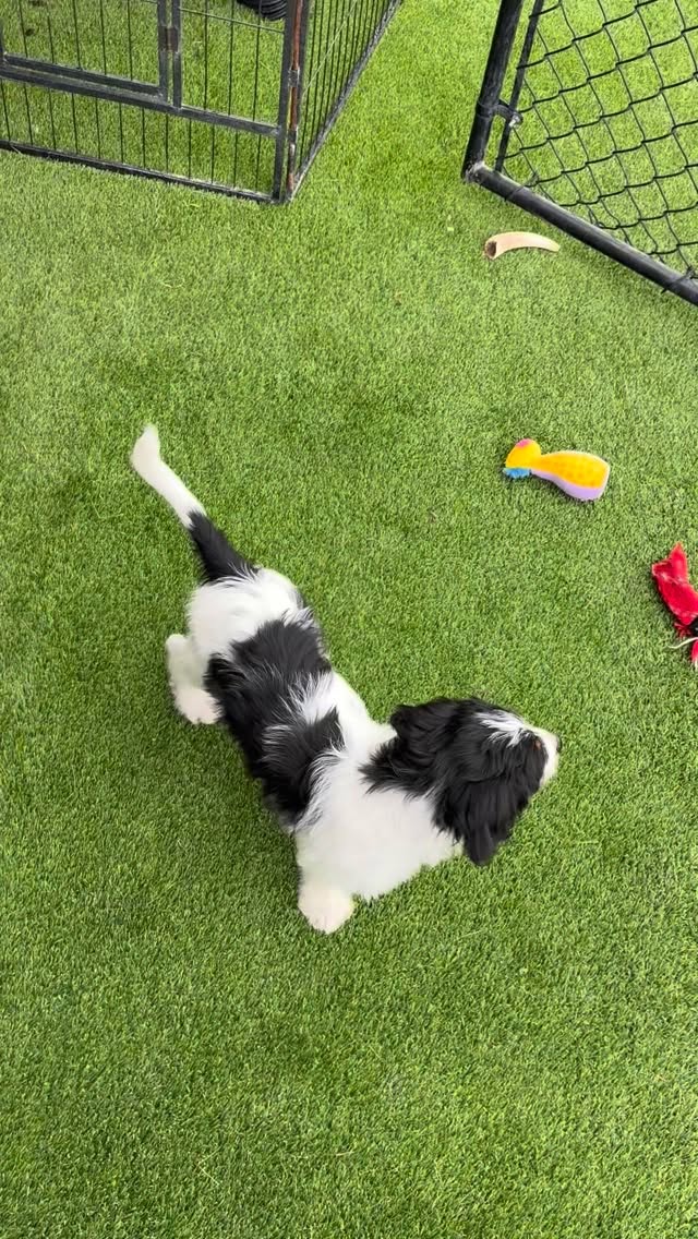 there’s simply nothing cuter 💖 🐾 🥹 #bernedoodlepuppy #bernedoodles
