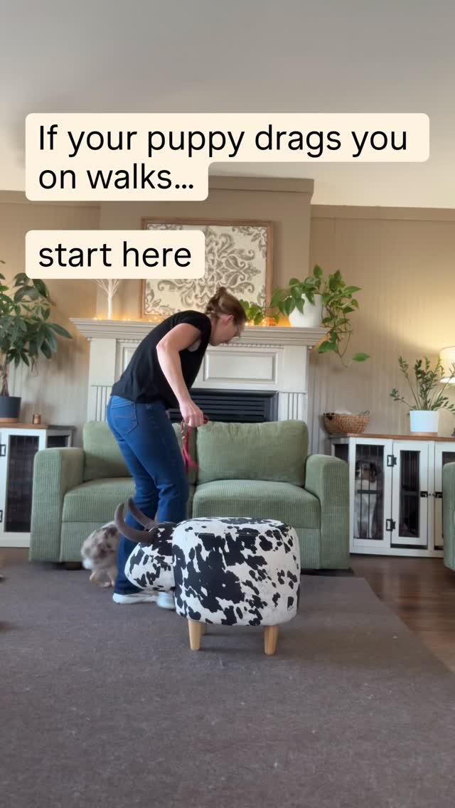 Start inside. Seriously.
Before you take your Aussie on a “walk,” teach them where the paycheck lives — right by your side. Because once you step outside, the neighborhood rewards everything: squirrels, smells, moving cars, blowing leaves… and if you don’t become the most interesting thing first, they’ll happily drag you down the street (or narrate the entire walk with barking).
My go-to:
* Practice in the house where they can win
* Build a reward zone at my ankle/side
* 1–2 steps → reward
* If they get ahead, I stop. Loose leash = we go.
Train the habit at home… then take it on the road.
#aussietraining #aussiepuppy #looseleashwalking #puppytrainingtips #miniaussiepuppy