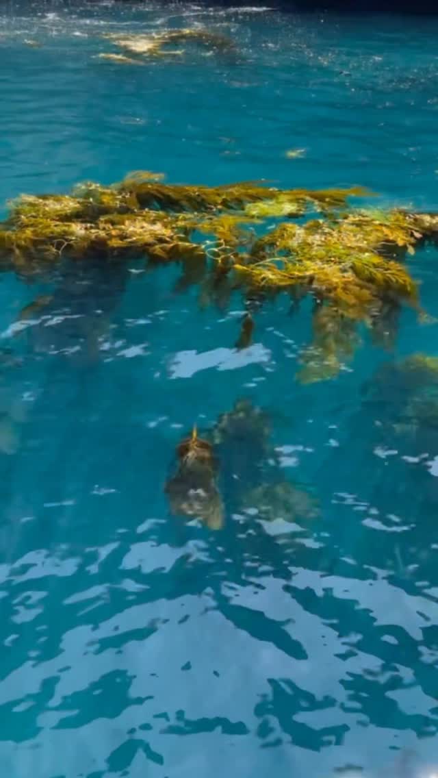 Our Spring Newsletter “Ever Changing Island” is out now, featuring a wild day trip to East Anacapa Island, great spring travel destinations, and a playlist blooming with seasonal songs.
To subscribe click the link in our bio.
Anacapa Island is part of the Channel Islands National Park in California.
—
Images: © Hither&Wander 2026
#Hitherandwander #anacapaisland
