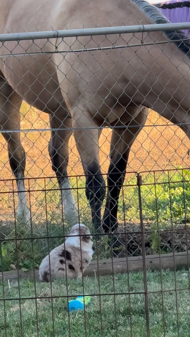 Nanny Norma is back at it again. Raising the next generation here at Changala Aussies💜🐾🐴
#farmlife #dog #australianshepherd #dogsofinstagram #puppy