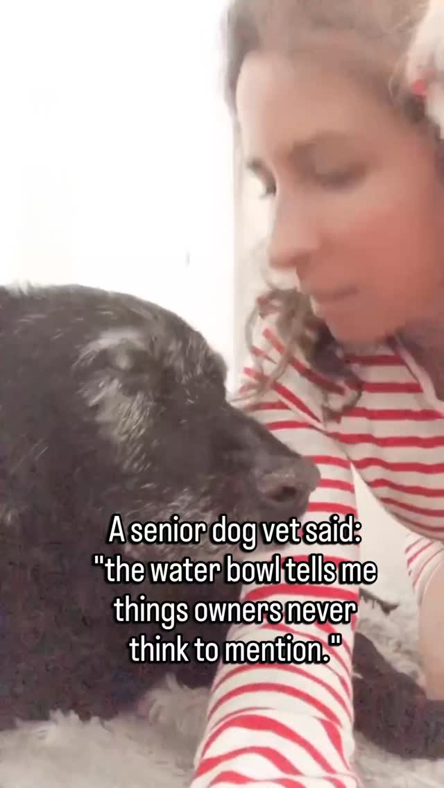 I ask about water at almost every senior dog appointment.
Not just whether they're drinking.
How often.
How much at once.
Whether they drink and walk away and come back ten minutes later.
Whether they seem to search for it more than they used to.
Whether they're waking at night to drink.
Water behavior holds information.
Kidney changes. Diabetes. Pain medication effects. Early organ shifts.
Almost none of it gets mentioned at appointments.
Not because owners aren't paying attention.
Because water seems ordinary.
Of course they drink. That's normal.
But the pattern around it is not always ordinary.
And the pattern is what I'm listening for.
If your senior dog has changed how or when they drink, even slightly, mention it at your next visit.
Especially if it seems like nothing.
Follow for the senior dog health conversations worth having before they feel urgent.