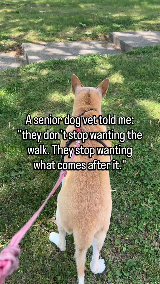 They still get up when you grab the leash.
Still go to the door.
Still step outside like nothing has changed.
The wanting is the same.
What changed is what the walk costs them now.
The stiffness after.
The long rest to recover.
The soreness the next morning.
They don't know the walk caused it.
They just know that after the walk, they don't feel good.
So the wanting starts getting quieter.
Not gone. Just smaller.
They still go when you ask.
They just stopped rushing to remind you it was time.
That shift from asking for the walk to waiting to be taken is usually about what comes after.
Not the walk itself.
Follow for senior dog guidance that asks the right questions.
